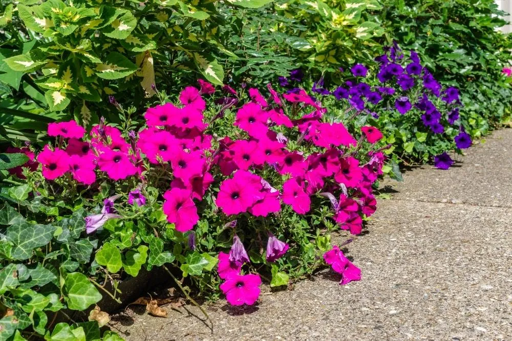 petunias low maintenance plants