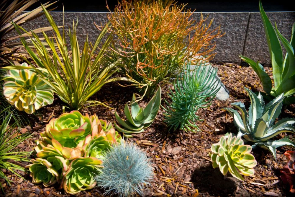 Succulents Low Maintenance Plants
