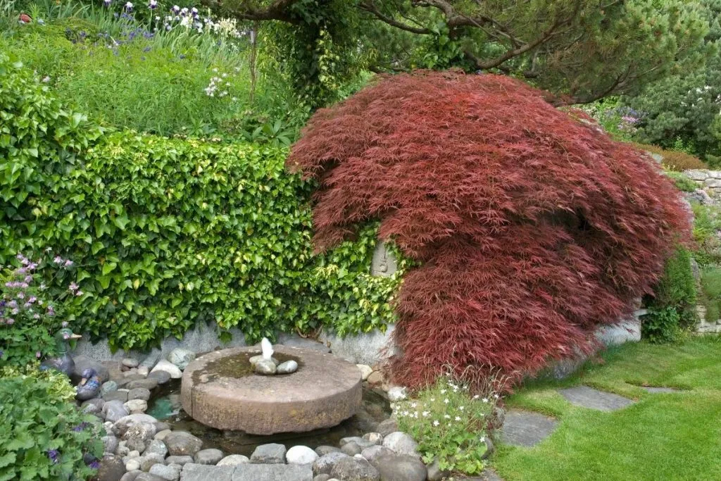 The Top 8 Trees For Property Lines in Georgia 2 Trees for Property Lines 4