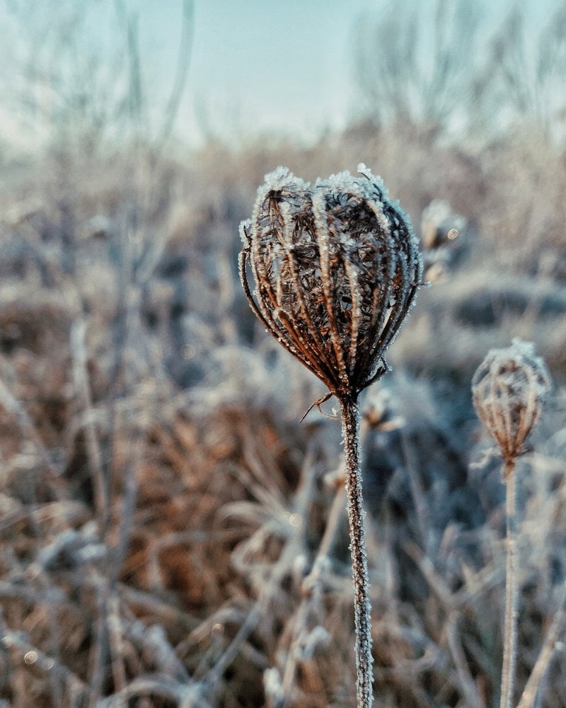 winterizing your garden tips