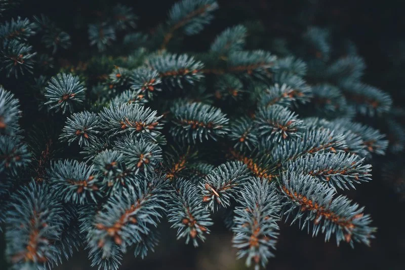 Types of Evergreen Trees - Perfect for Your Winter Wonderland 2 fast growing evergreen trees