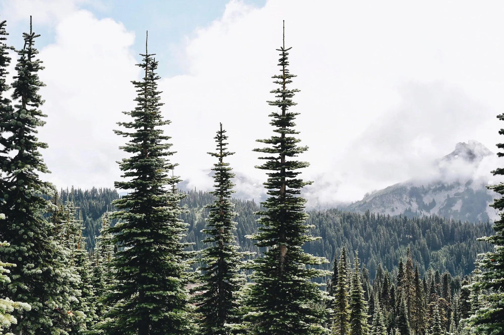 winter pine trees