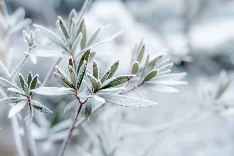 how to protect your garden in winter