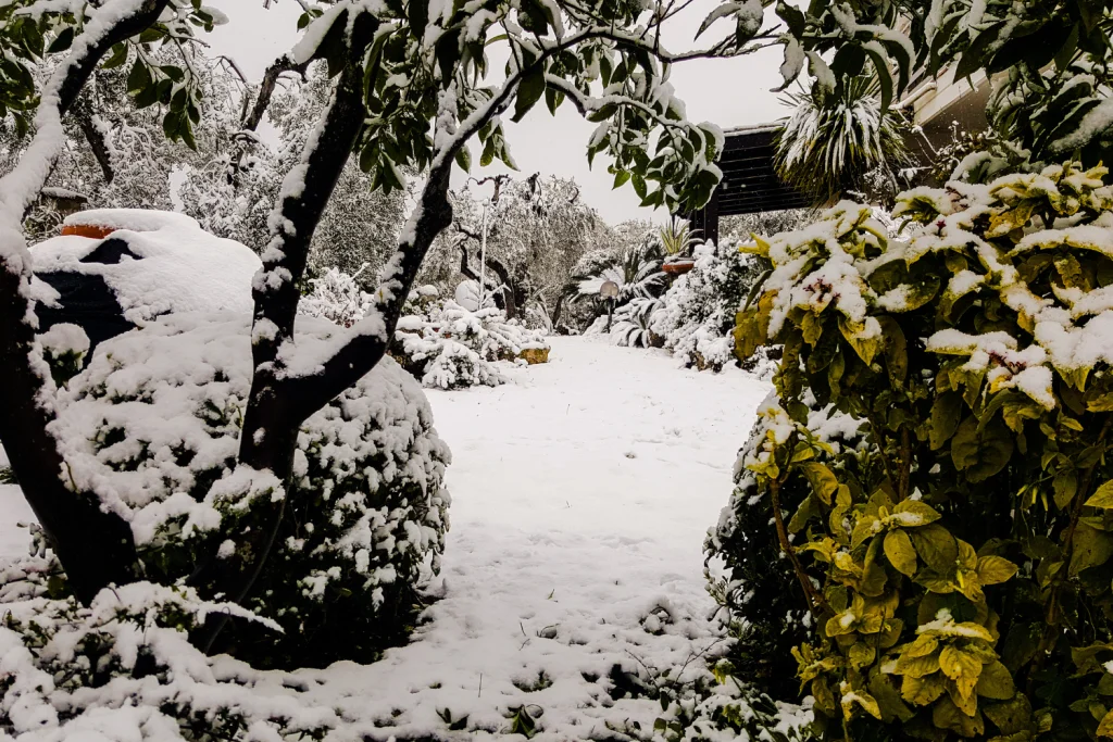 Winter-Proof Your Landscaping: How to Choose Plants That Stay Green in Cold Weather 1 outdoor plants that stay green all year