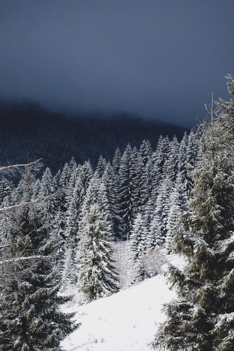 Types of Evergreen Trees - Perfect for Your Winter Wonderland 3 evergreen landscape