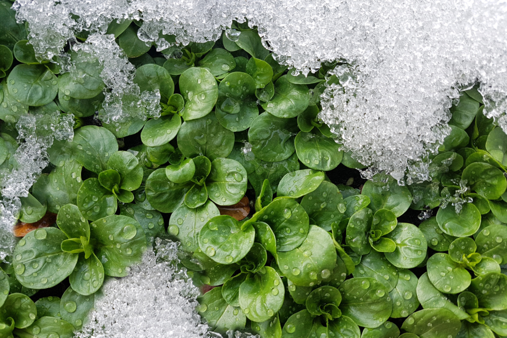 plants that stay green in cold weather