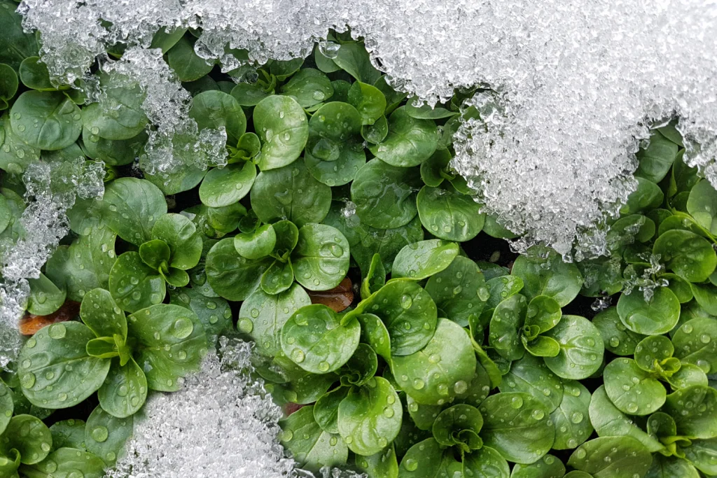 Winter-Proof Your Landscaping: How to Choose Plants That Stay Green in Cold Weather 2 plants that stay green in cold weather