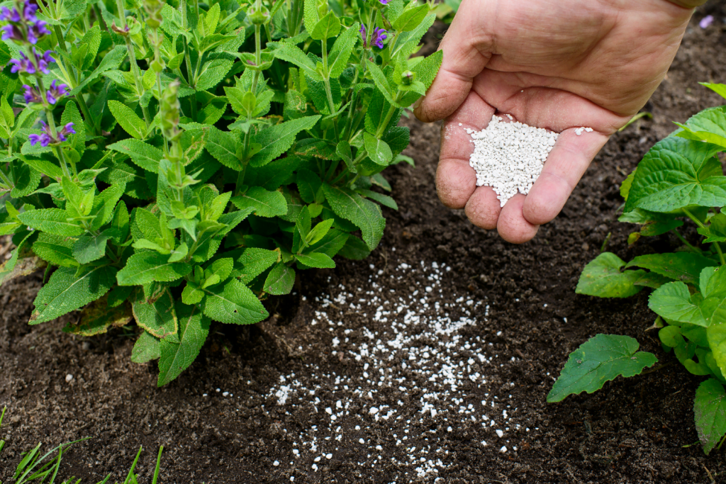 plants that stay green through winter