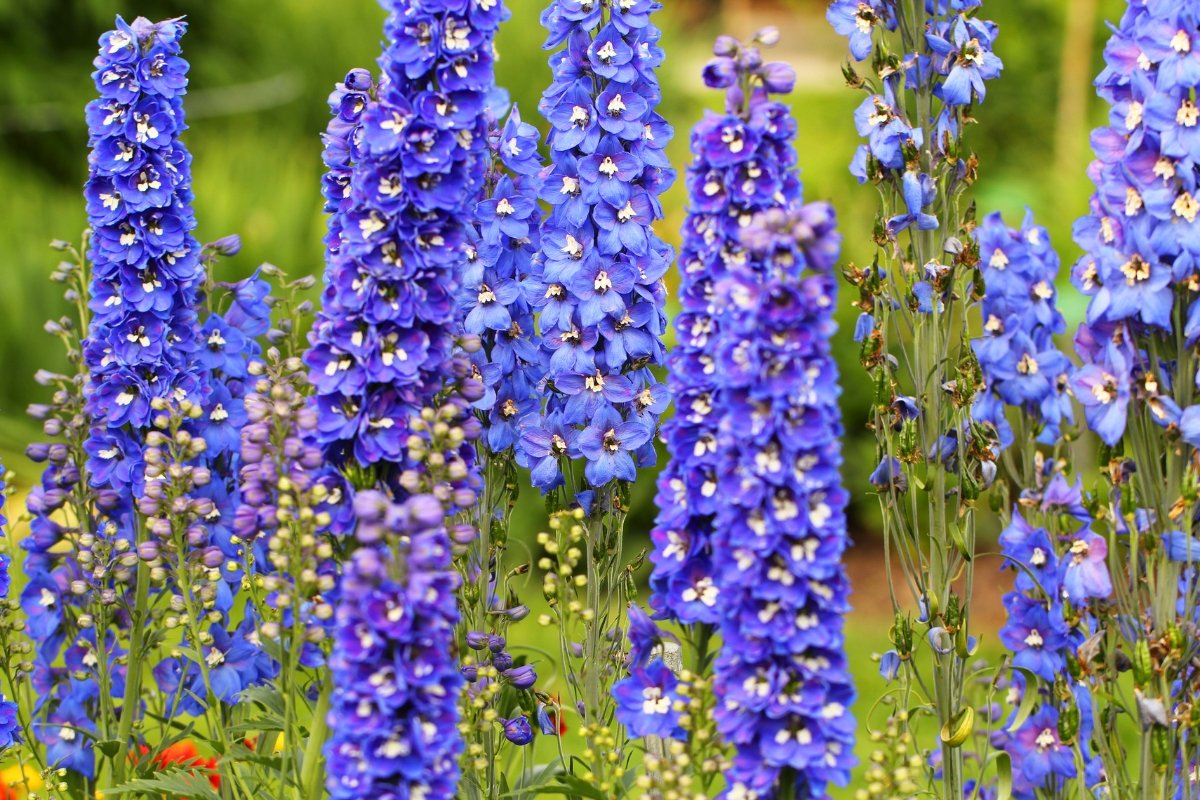 Uncovering the Best Perennials for Gardens