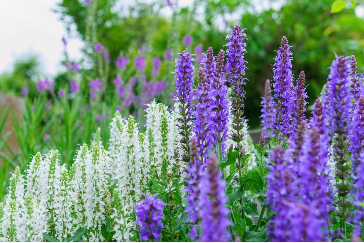 Uncovering the Best Perennials for Gardens