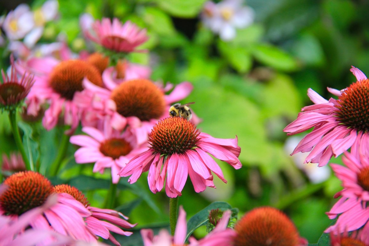 Uncovering the Best Perennials for Gardens