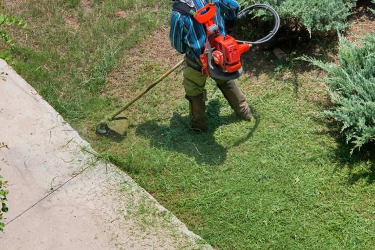 Discovering the Best Shade Tolerant Grass for Your Lawn