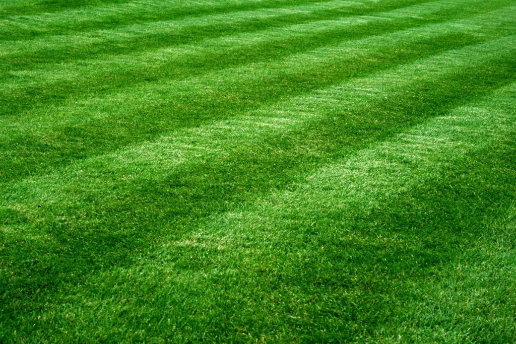 best grass for georgia