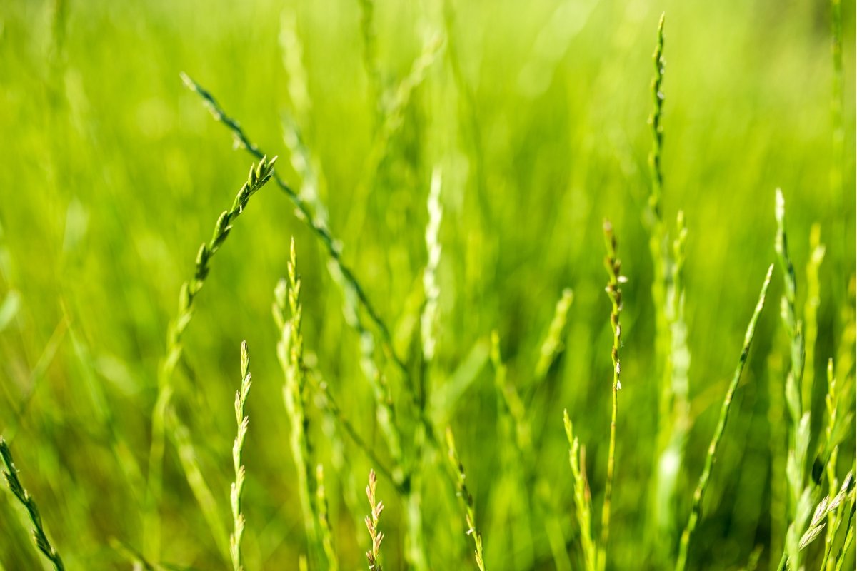 Discovering The Best Shade Tolerant Grass For Your Lawn