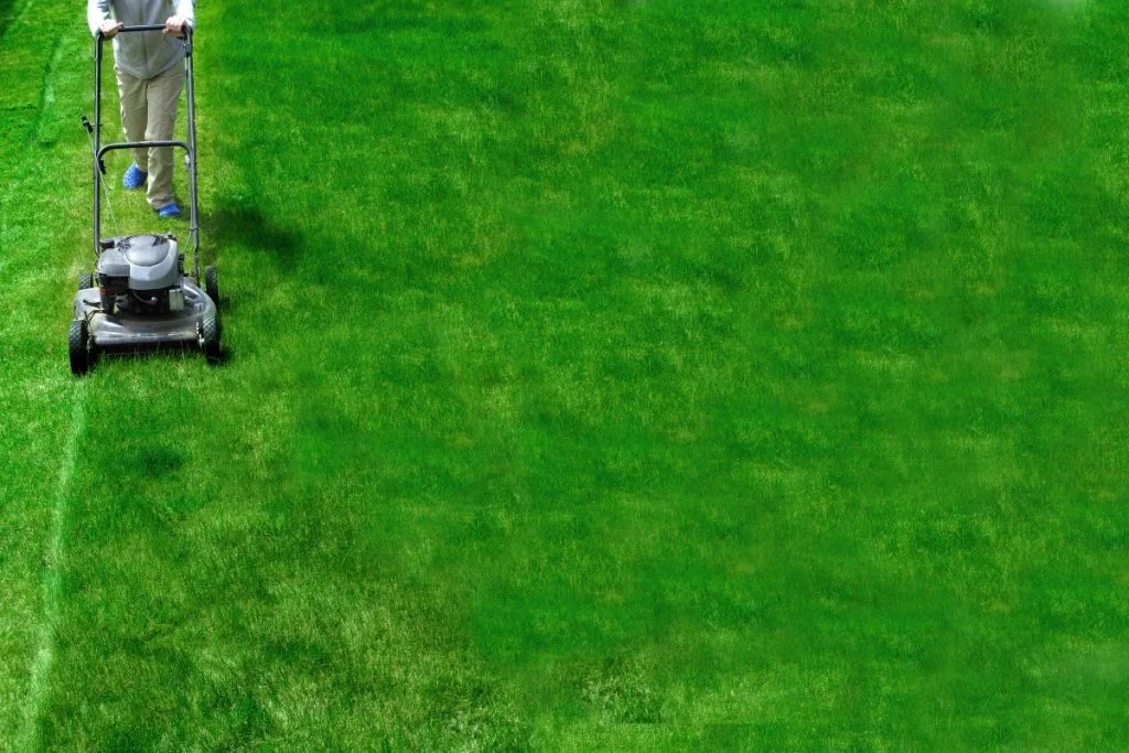 shade tolerant tall grasses