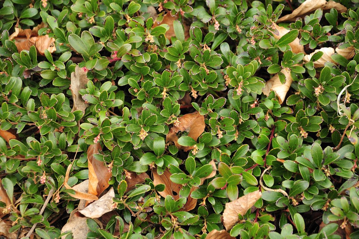 Discover the Best Ground Cover for Shade to Beat Summer's Heat