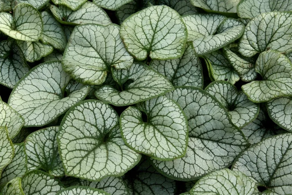 best low maintenance perennials