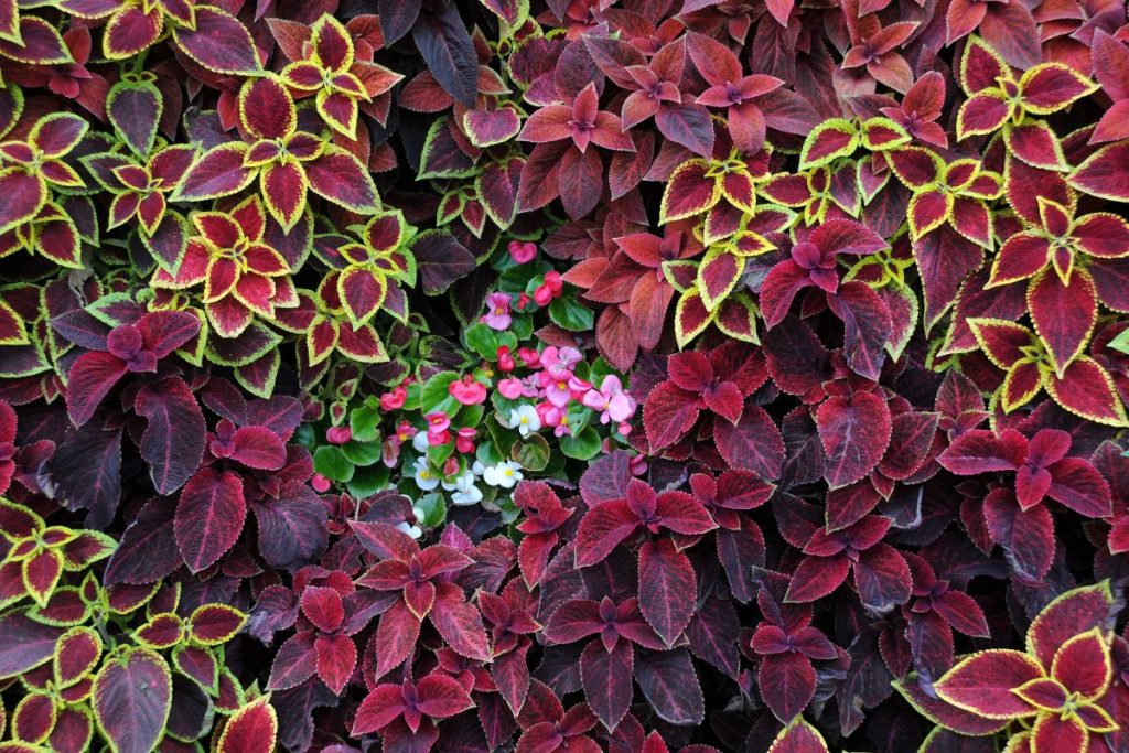 ground cover plants