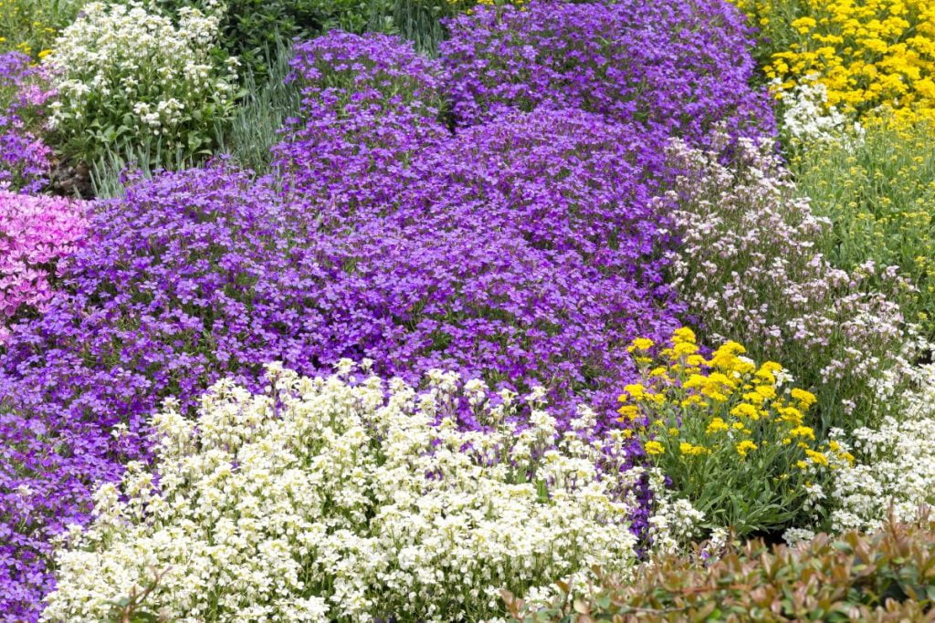 Discover the Best Ground Cover for Shade to Beat Summer's Heat 9 Ground Covering Plants Discover the Best Ground Cover for Shade to Beat Summer's Heat
