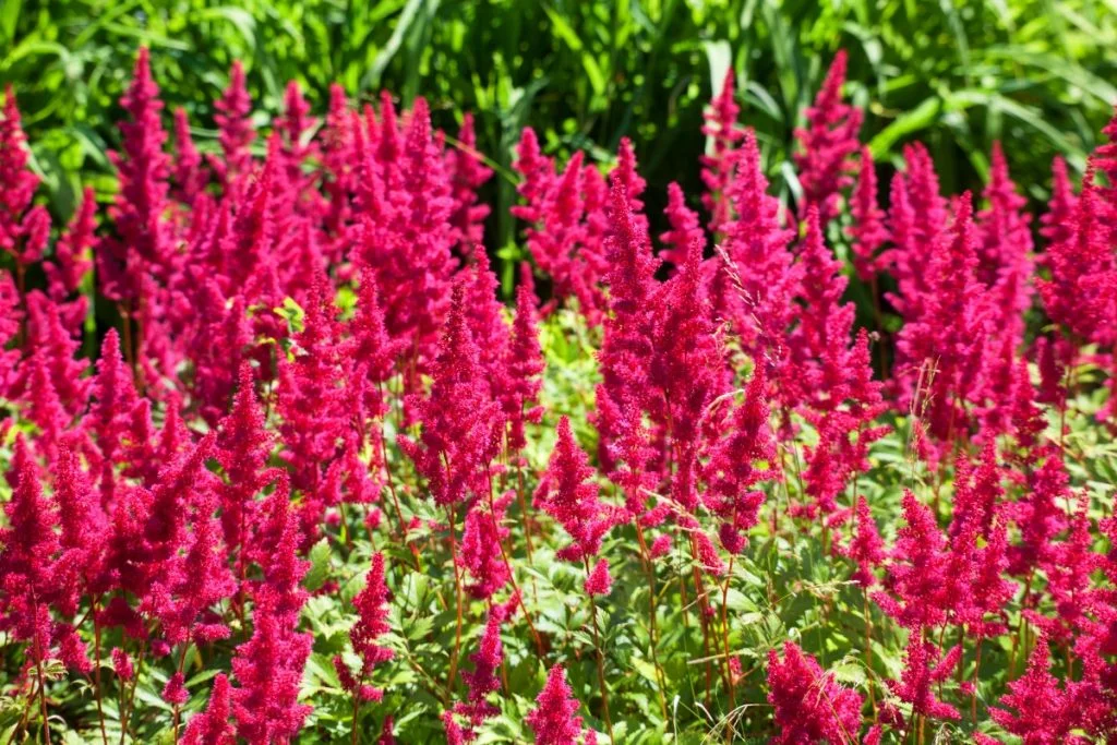 low maintenance outdoor perennial plants