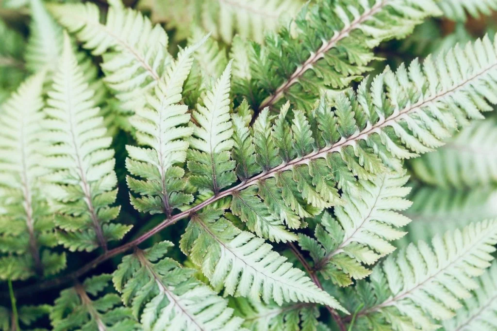 low maintenance perennial shrubs