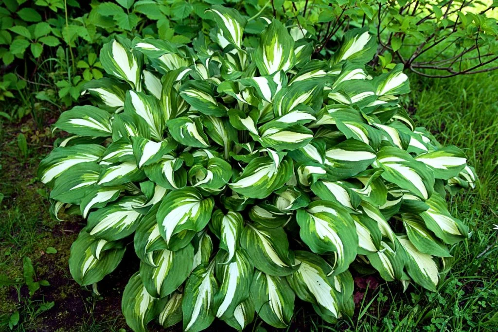 low maintenance perennials for shade
