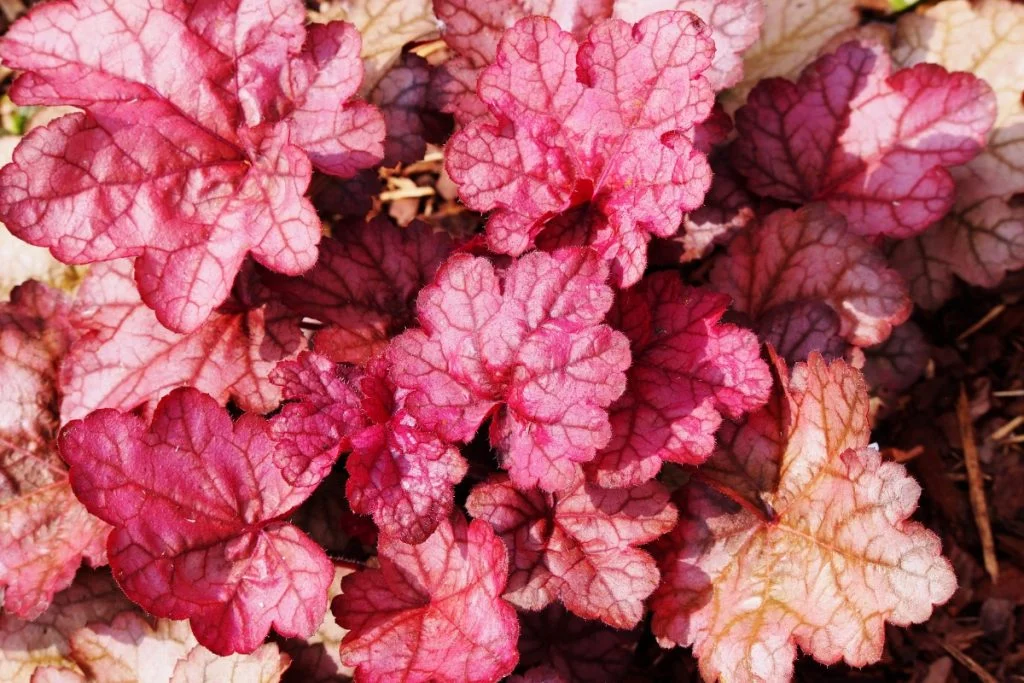 low maintenance shade plants