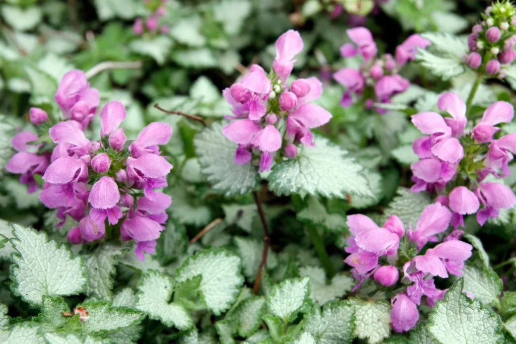 low maintenance shrubs for shade