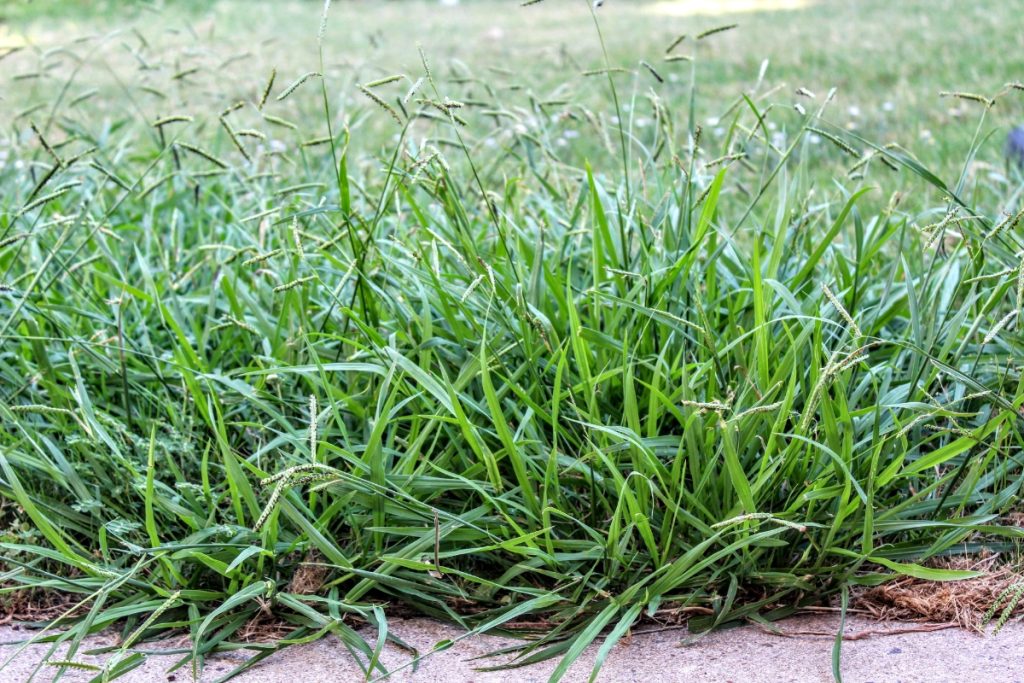 Tips to Get Rid of Crabgrass and Keep Your Lawn Looking Great 8 Crab Grass Tips to Get Rid of Crabgrass and Keep Your Lawn Looking Great