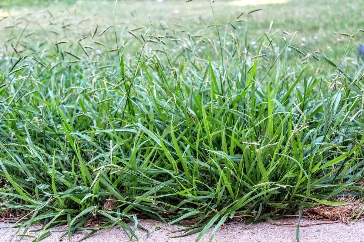 Crab Grass Tips to Get Rid of Crabgrass and Keep Your Lawn Looking Great