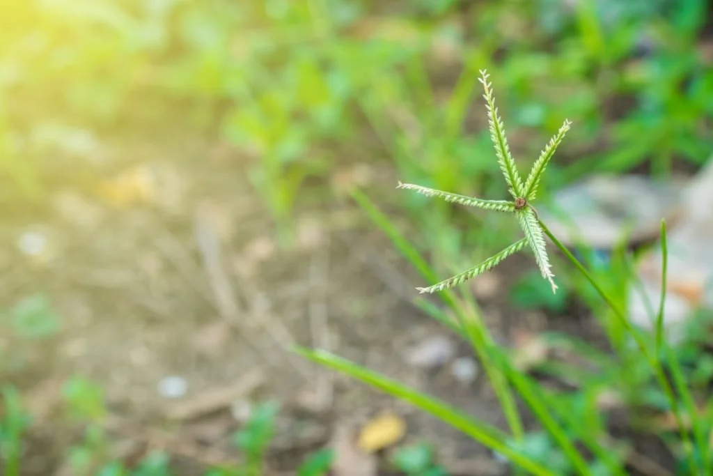 Tips to Get Rid of Crabgrass and Keep Your Lawn Looking Great 4 crabgrass preventers
