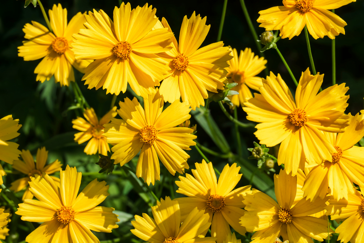 7 Popular Flowers That Come Back Every Year In