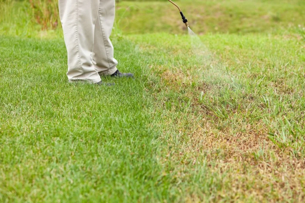 Tips to Get Rid of Crabgrass and Keep Your Lawn Looking Great 1 get rid of crabgrass
