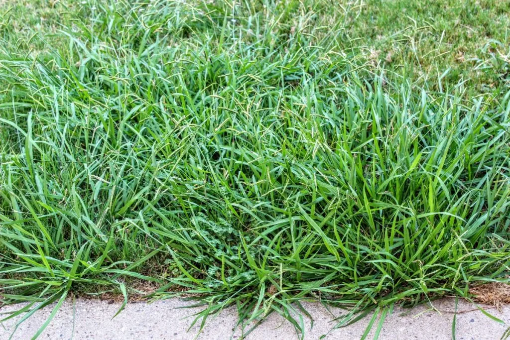 Tips to Get Rid of Crabgrass and Keep Your Lawn Looking Great 3 How To Get Rid Of Crabgrass Tips to Get Rid of Crabgrass and Keep Your Lawn Looking Great