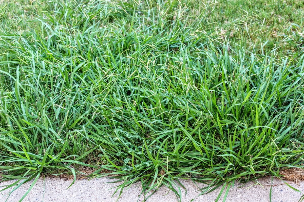 Tips To Get Rid Of Crabgrass And Keep Your Lawn Looking Great 3071