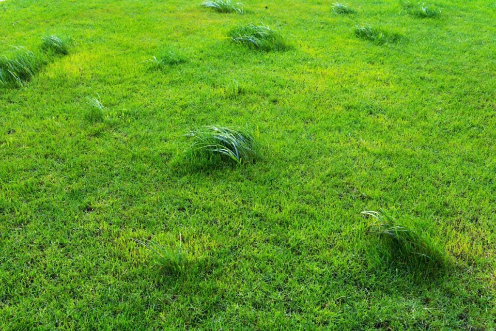 Fix Uneven Lawns How to Easily Fix Uneven Lawns for a Flawless Yard