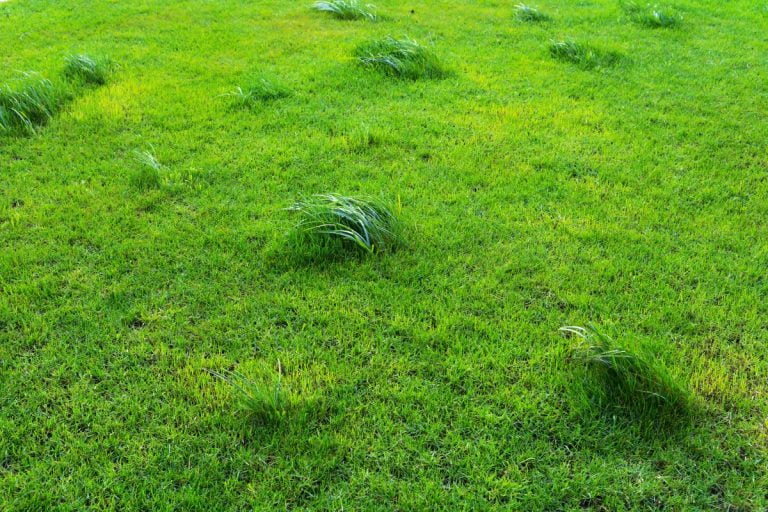 How To Easily Fix Uneven Lawns For A Flawless Yard