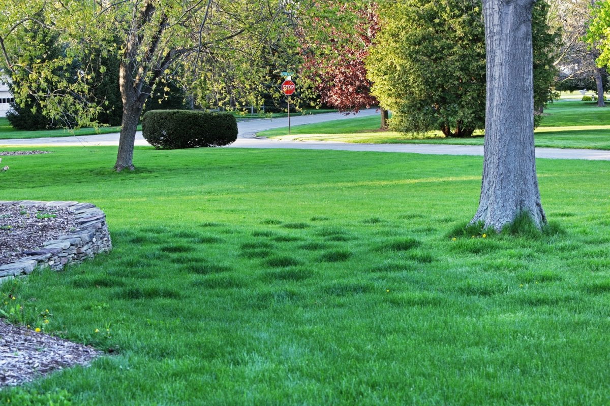 Uneven Lawn Fix How to Easily Fix Uneven Lawns for a Flawless Yard