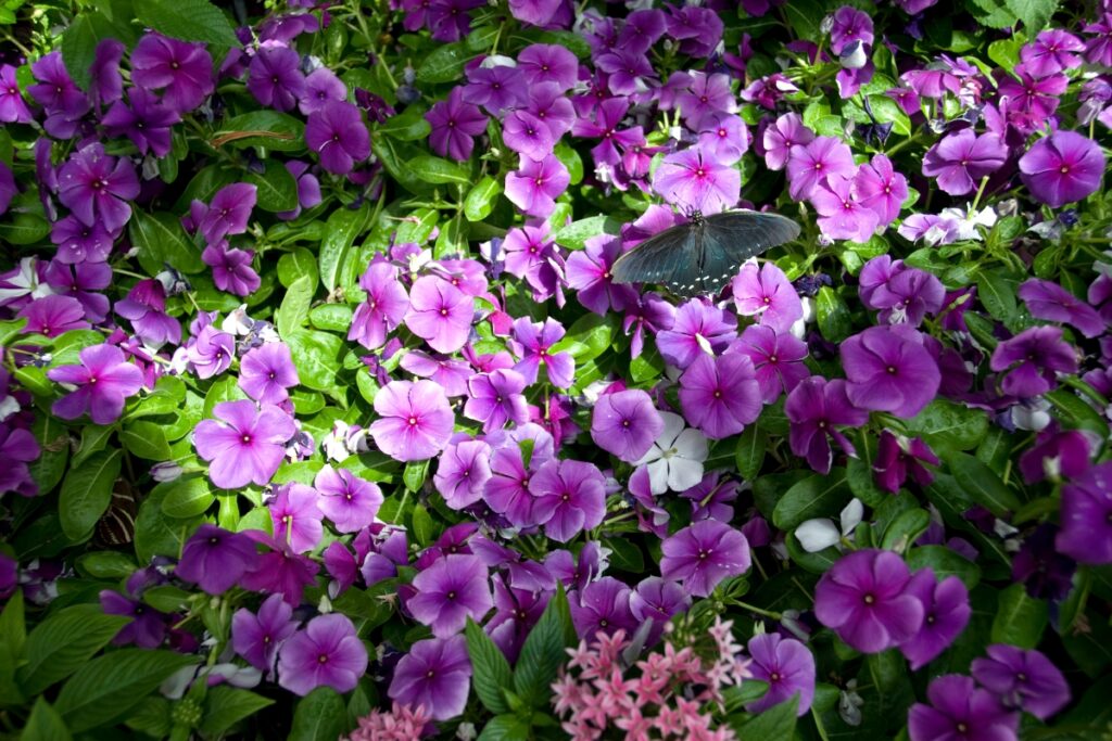 ground cover plants for shade