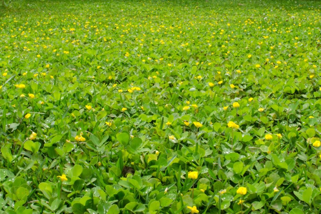 Best Ground Cover for Shaded Areas in Georgia 2 Ground Cover Shade Best Ground Cover for Shaded Areas in Georgia