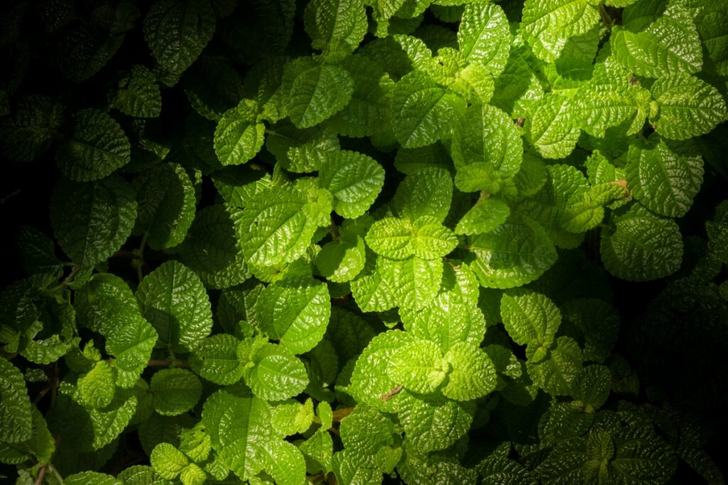 ground cover shade plants