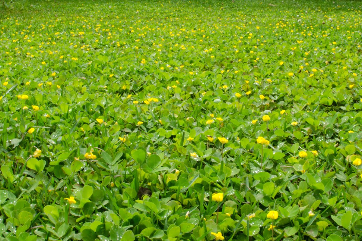 Ground Cover Shade Best Ground Cover for Shaded Areas in Georgia