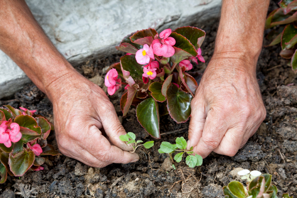 How to Prevent Weeds from Growing: Identifying Weeds