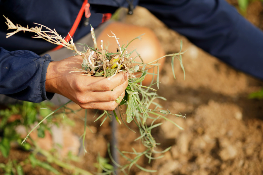 How to Prevent Weeds from Growing: Common Mistakes To Avoid