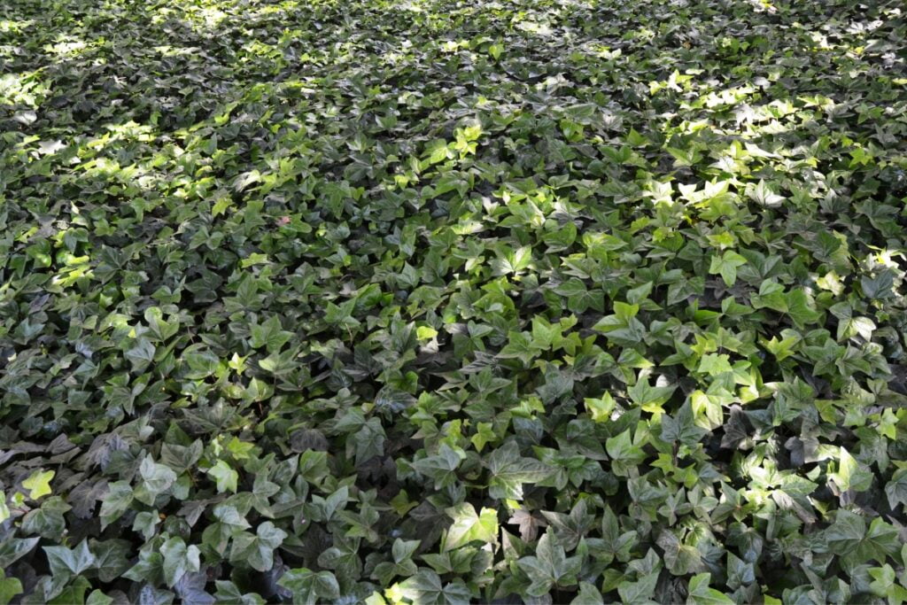 shade ground cover