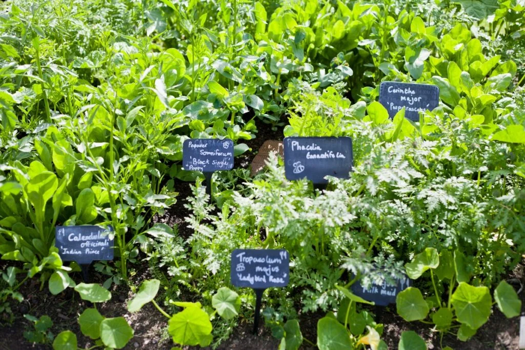 10 Ideas For Creating A Backyard Botanical Garden Oasis Backyard Botanical Garden System 10 Ideas for Creating a Backyard Botanical Garden Oasis