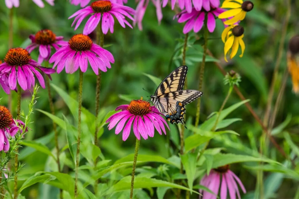 10 Ideas For Creating A Backyard Botanical Garden Oasis Botanical Garden 10 Ideas for Creating a Backyard Botanical Garden Oasis