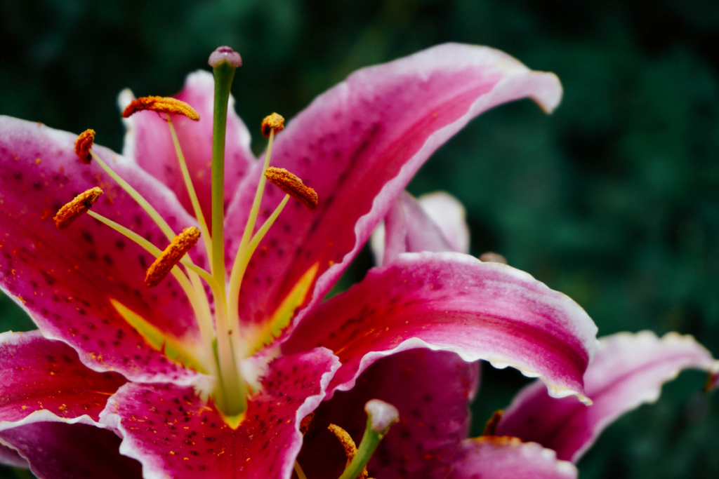 Enjoy The Blooms Of Daylilies In Sun Or Shade