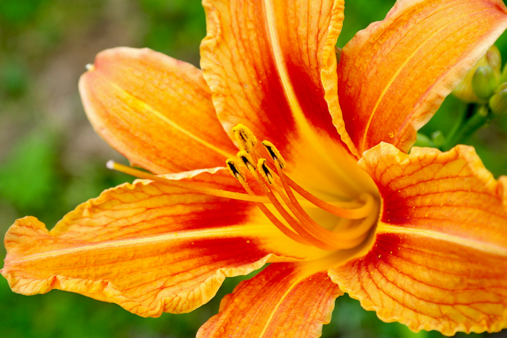 Cultivating Daylilies In Sun Or Shade