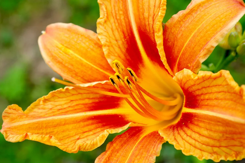 Gardening Tips For Growing Daylilies In Sun Or Shade 1 Cultivating Daylilies In Sun Or Shade
